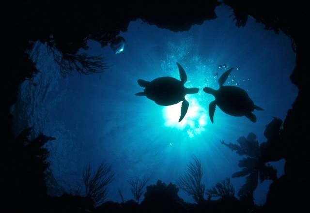 Oceanic-Tranquility---Water-Turtles-1